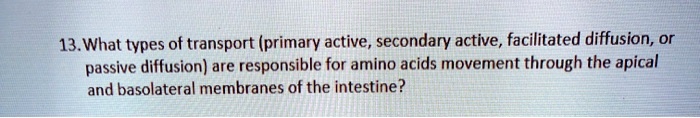 13. What types of transport (primary active, secondary active, facilitated diffusion, or passive diffusion) are responsible for amino acids movement through the apical and basolateral membranes of the intestine?