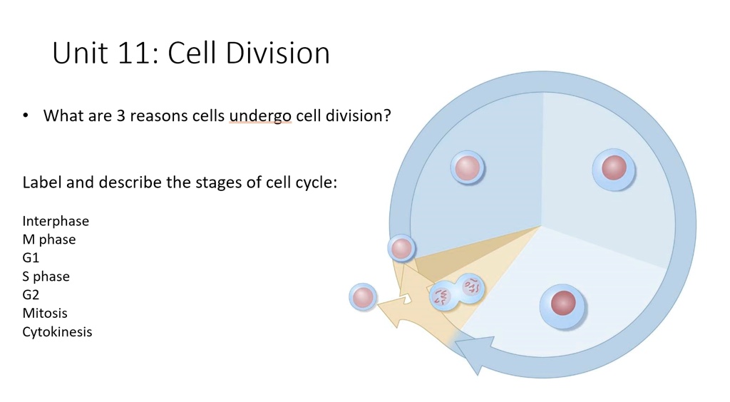 SOLVED: 'Unit 11: Cell Division What are 3 reasons cells undergo cell ...