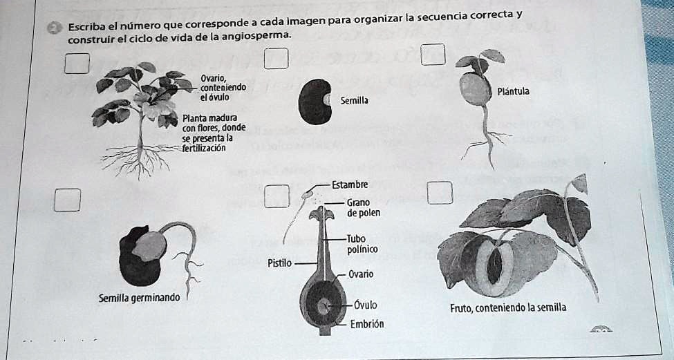 Solved Escriba El N Mero Que Corresponde A Cada Imagen Para Organizar La Secuencia Correcta Y