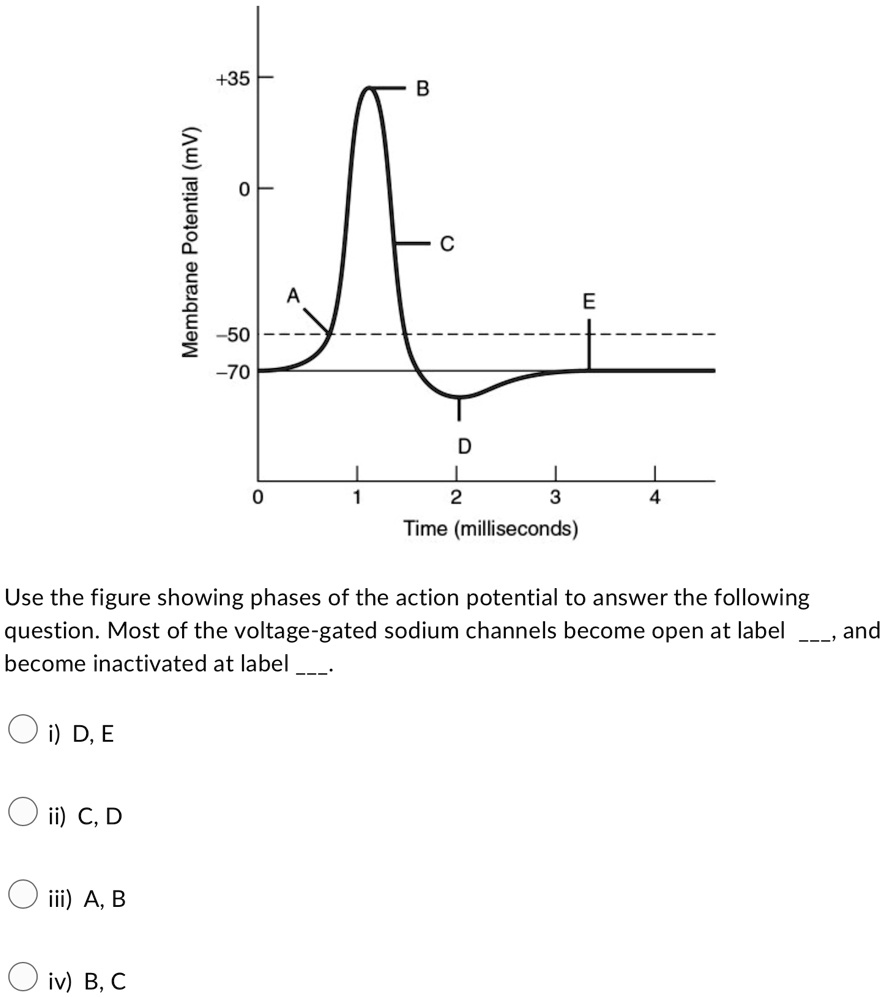 Membrane Potential (mV)
+35
B
0
C
A
E
-50
-70
0
1
D
2
3
4
Time (milliseconds)
Use the figure showing phases of the action potential to answer the following
question. Most of the voltage-gated sodium channels become open at label , and
became inactivated at label 
i) D, E
ii) C, D
iii) A, B
iv) B, C
