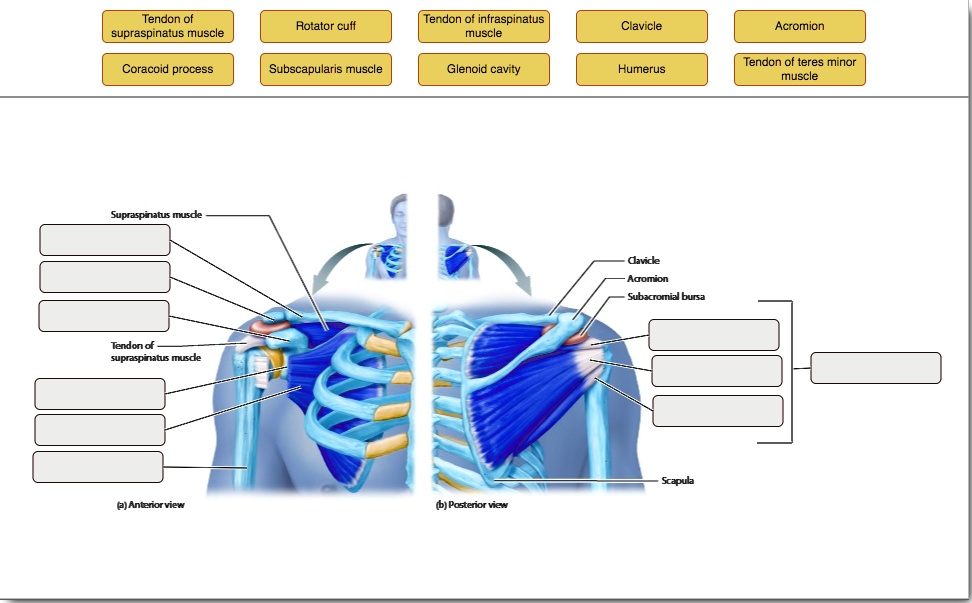 Solved: Anatomical Structure Of The Shoulder Joint (1 Of 2) Tendon Of 