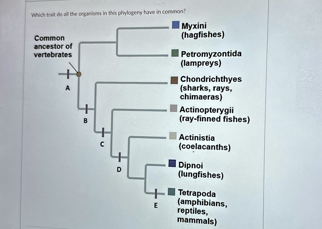 Which trait do all the organisms in this phylogeny have in common?
Common
ancestor of
vertebrates
+
A
B
Myxini
(hagfishes)
Petromyzontida
(lampreys)
Chondrichthyes
(sharks, rays,
chimaeras)
Actinopterygii
(ray-finned fishes)
C
Actinistia
(coelacanths)
Dipnoi
D
(lungfishes)
E
Tetrapoda
(amphibians,
reptiles,
mammals)