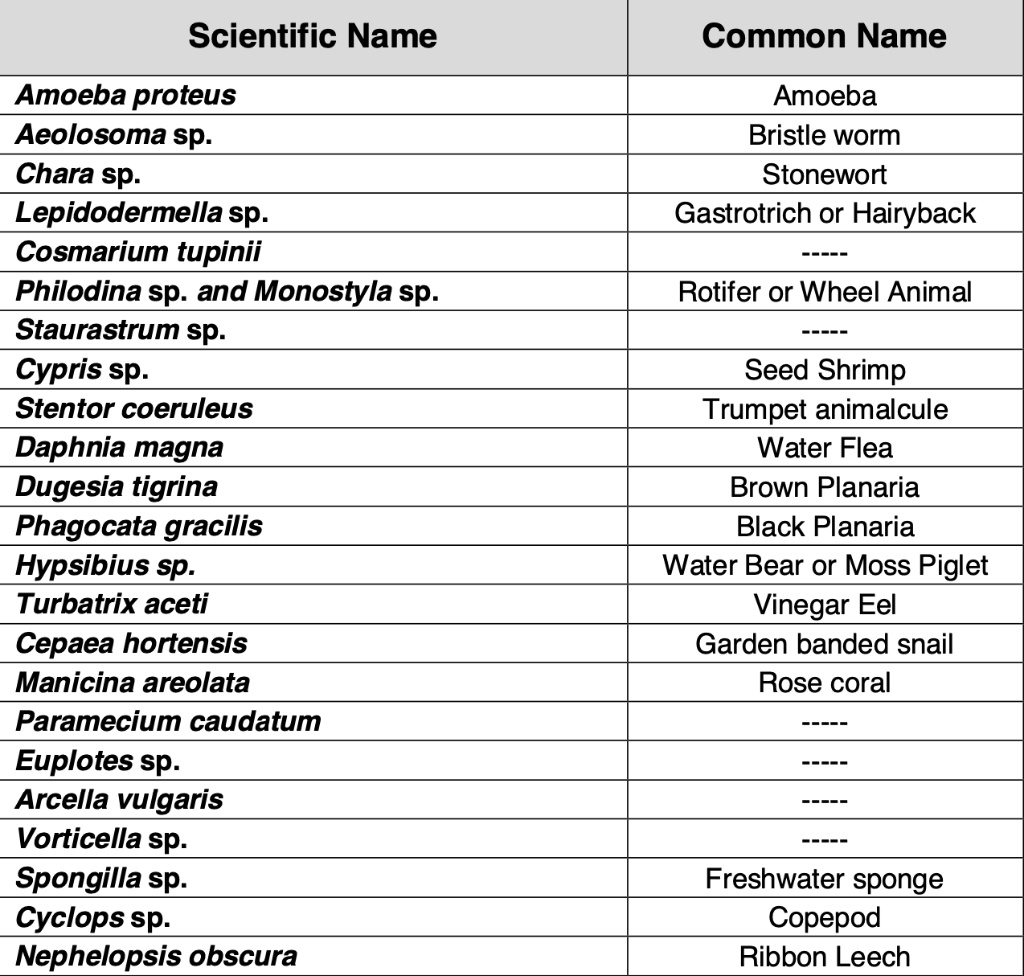 SOLVED: Scientific Name Common Name Amoeba proteus Aeolosoma sp. Chara