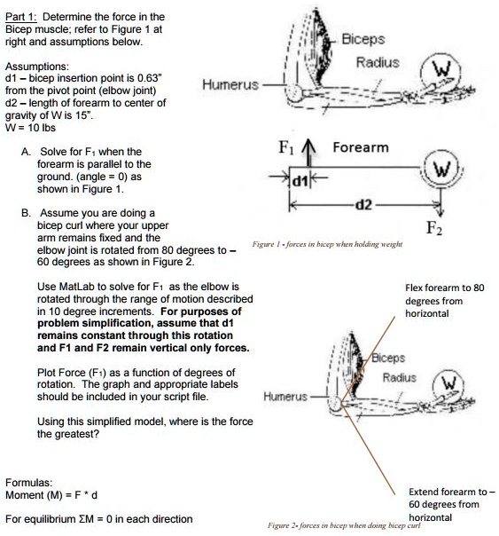 SOLVED: Part 1: Determine the force in the Bicep muscle;refer to Figure ...