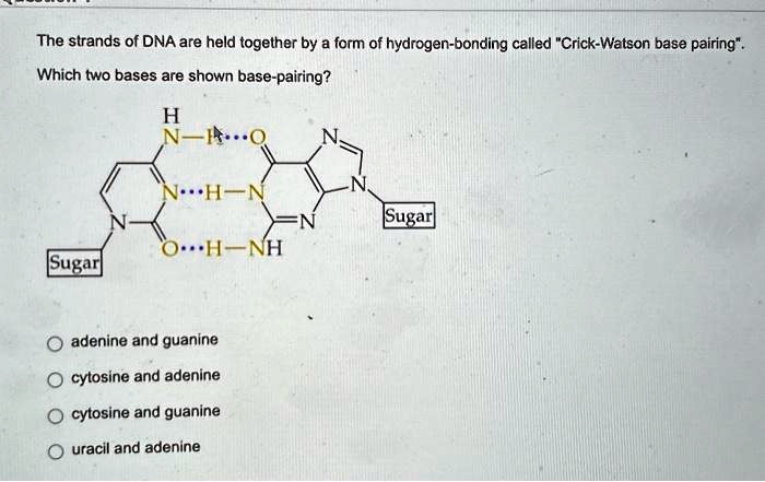 Solved The Strands Of Dna Are Held Together By A Form Of Hydrogen Bonding Called Crick Watson 7156