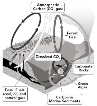 the carbon cycle involves a variety of processes that move and convert ...