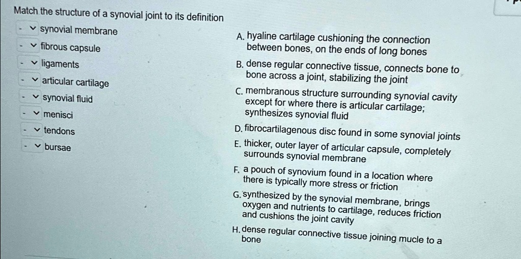 SOLVED: Match the structure of a synovial joint to its definition ...