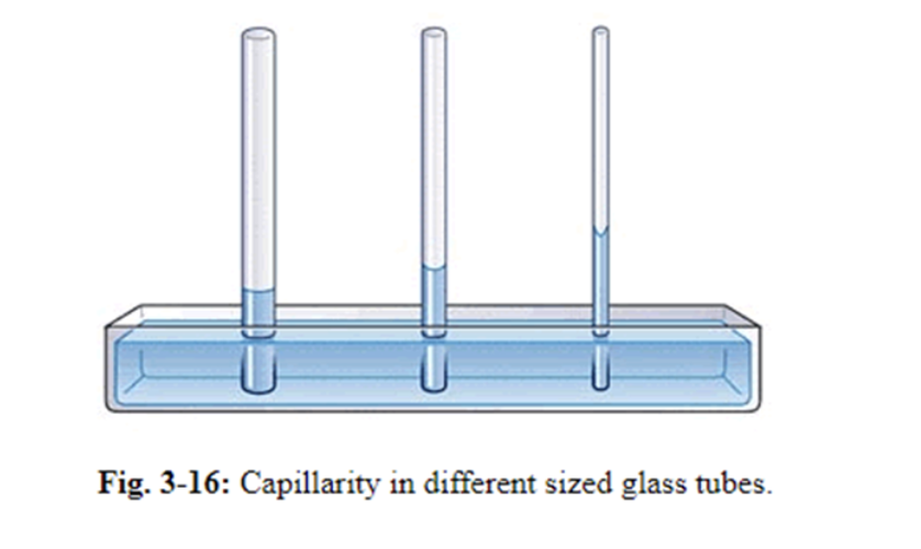 Fig. 3-16: Capillarity in different sized glass tubes.