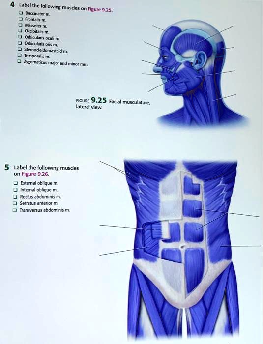 SOLVED Label the following muscles on Figure 9.25 Buccinator