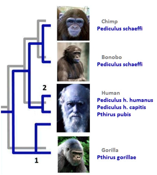 SOLVED: Chimp Pediculus schaeffi Bonobo Pediculus schaeffi Human ...