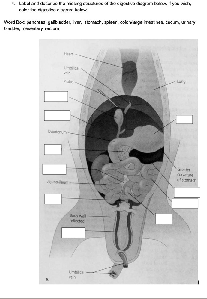 SOLVED 4. Label and describe the missing structures of the digestive