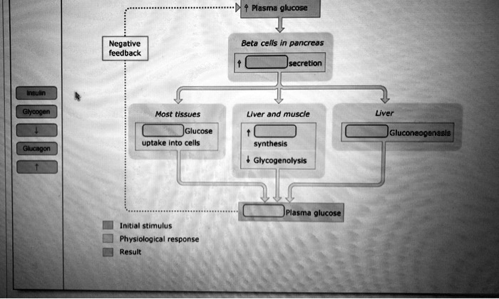 Picture of SOLVED: Plasma glucose Negative feedback Beta cells in pancreas ...