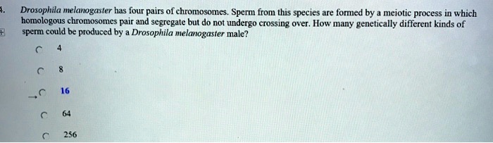 Drosophila melanogaster has four pairs of chromosomes. Sperm from this species are formed by a meiotic process in which homologous chromosomes pair and segregate but do not undergo crossing over. How many genetically different kinds of sperm could be produced by a Drosophila melanogaster male?

4
8
16
64
256