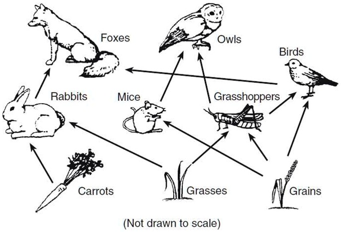 Foxes Owls Birds Rabbits Mice Grasshoppers Carrots Grasses Grains (Not ...