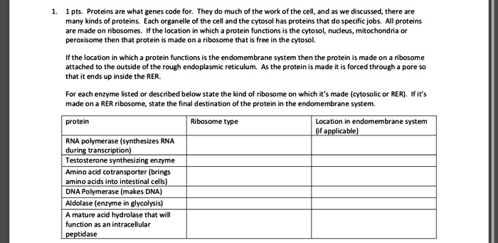 1. 1 pts. Proteins are what genes code for. They do much of the work of the cell, and as we discussed, there are many kinds of proteins. Each organelle of the cell and the cytosol has proteins that do specific jobs. All proteins are made on ribosomes. If the location in which a protein functions is the cytosol, nucleus, mitochondria or peroxisome then that protein is made on a ribosome that is free in the cytosol.

If the location in which a protein functions is the endomembrane system then the protein is made on a ribosome attached to the outside of the rough endoplasmic reticulum. As the protein is made it is forced through a pore so that it ends up inside the RER.

For each enzyme listed or described below state the kind of ribosome on which it's made (cytosolic or RER). If it's made on a RER ribosome, state the final destination of the protein in the endomembrane system.

protein | Ribosome type | Location in endomembrane system (if applicable)
— | — | —
RNA polymerase (synthesizes RNA during transcription) | | 
Testosterone synthesizing enzyme | | 
Amino acid cotransporter (brings amino acids into intestinal cells) | | 
DNA Polymerase (makes DNA) | | 
Aldolase (enzyme in glycolysis) | | 
A mature acid hydrolase that will function as an intracellular peptidase | |