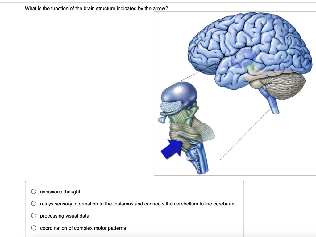 SOLVED What is the function of the brain structure indicated by the