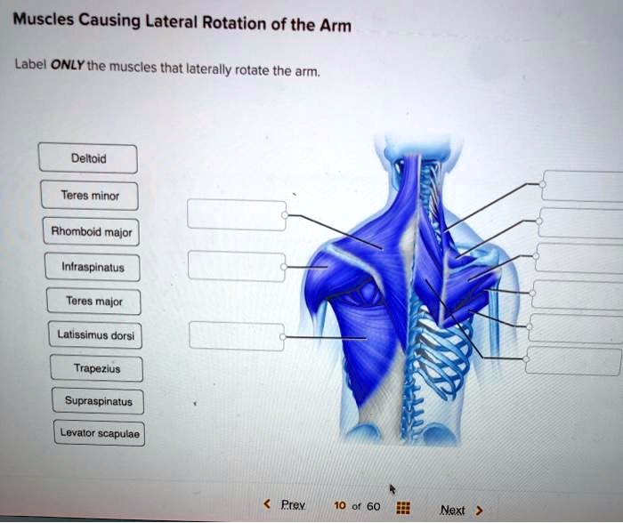 SOLVED Muscles Causing Lateral Rotation of the Arm Label ONLY the