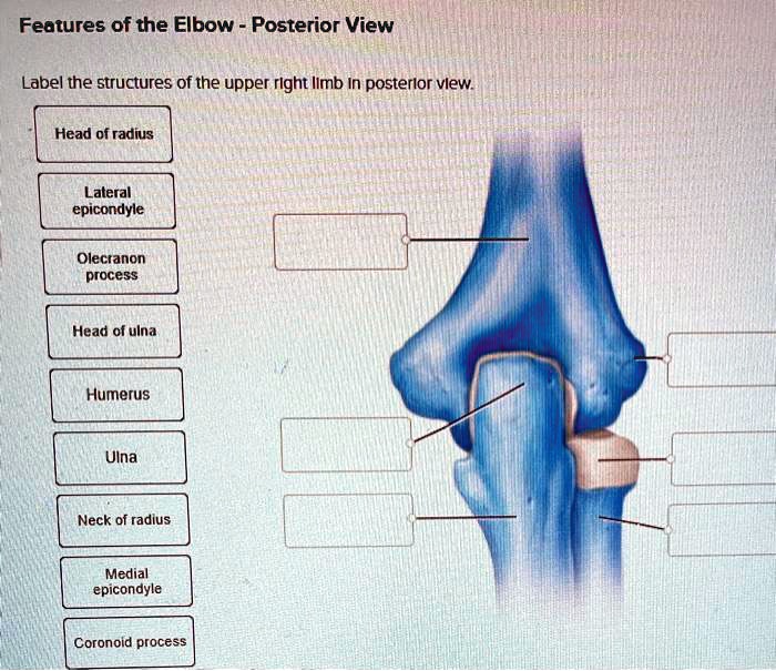 SOLVED: Features of the Elbow - Posterior View Label the structures of ...