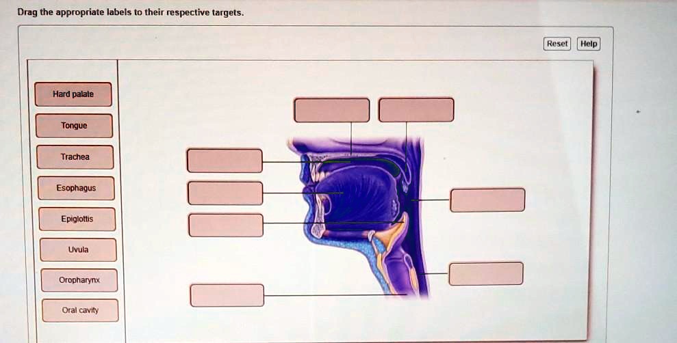 Uvula And Epiglottis