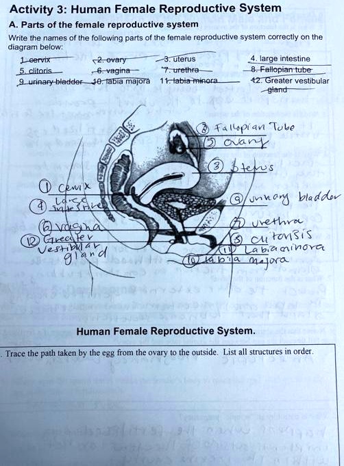 Activity 3: Human Female Reproductive System A. Parts of the female