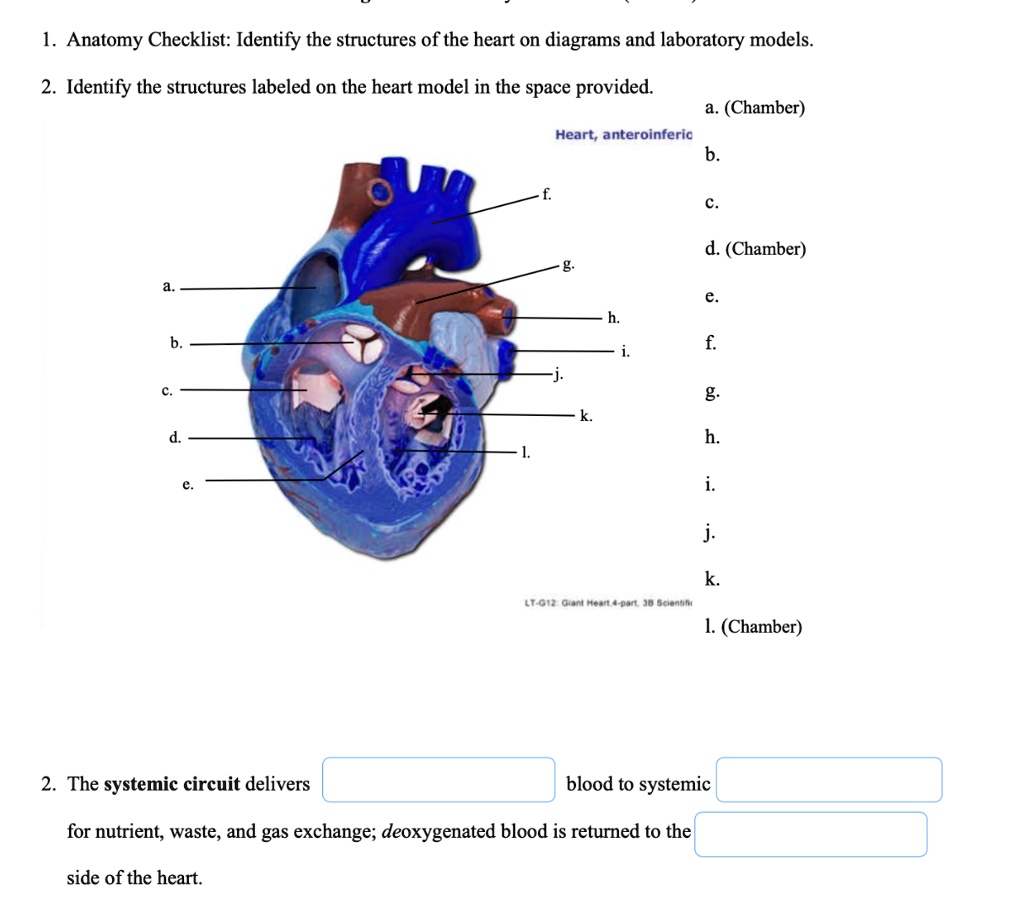 Solved: Texts: Please Answer 1. Anatomy Checklist: Identify The 