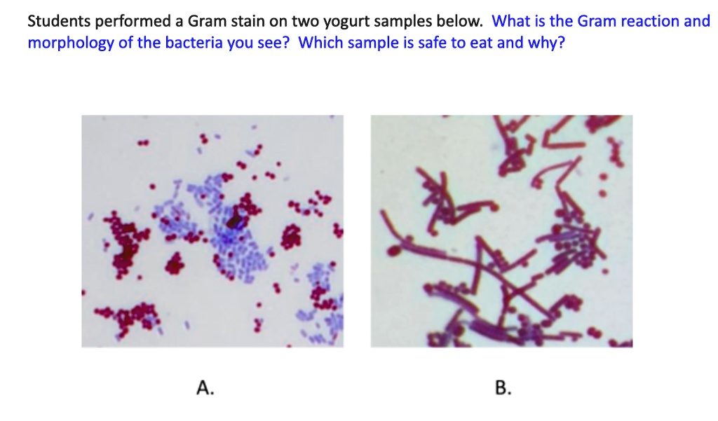 SOLVED Students performed a Gram stain on two yogurt samples below