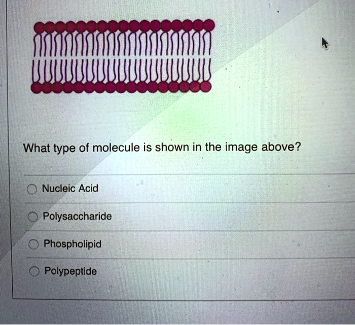 SOLVED What type of molecule is shown in the image above? Nucleic Acid Polysaccharide