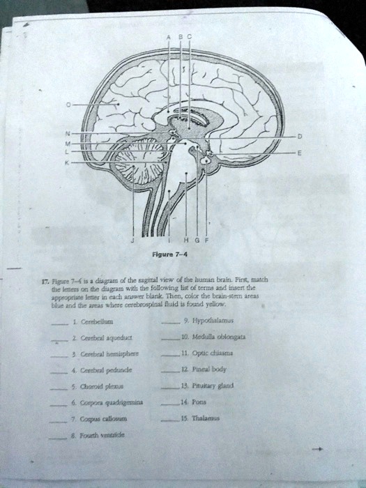 ANS 206 Brain Diagram Diagram