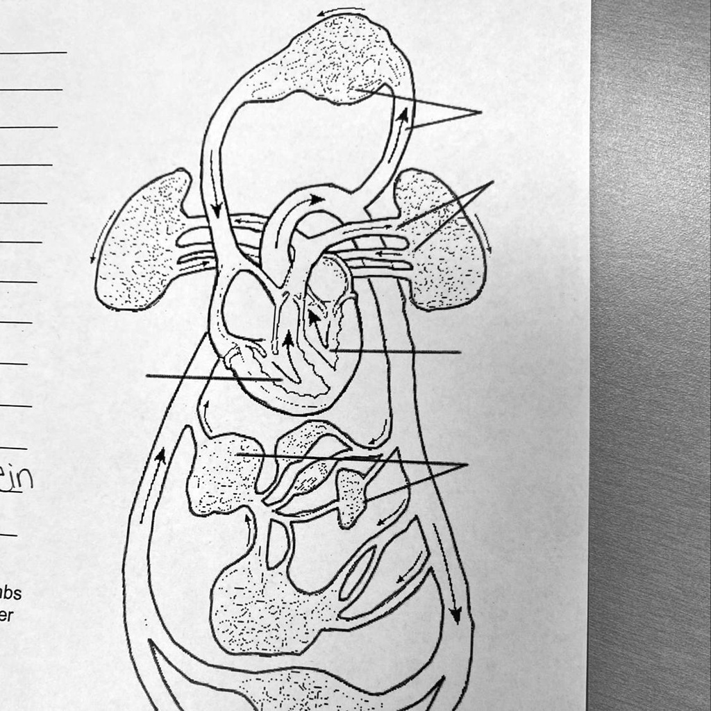 SOLVED Label the Diagram Vessels serving the head and upper limbs B