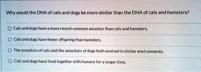 do cats and dogs have the same ancestor
