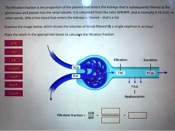 SOLVED The filtration fraction is the proportion of the plasma that
