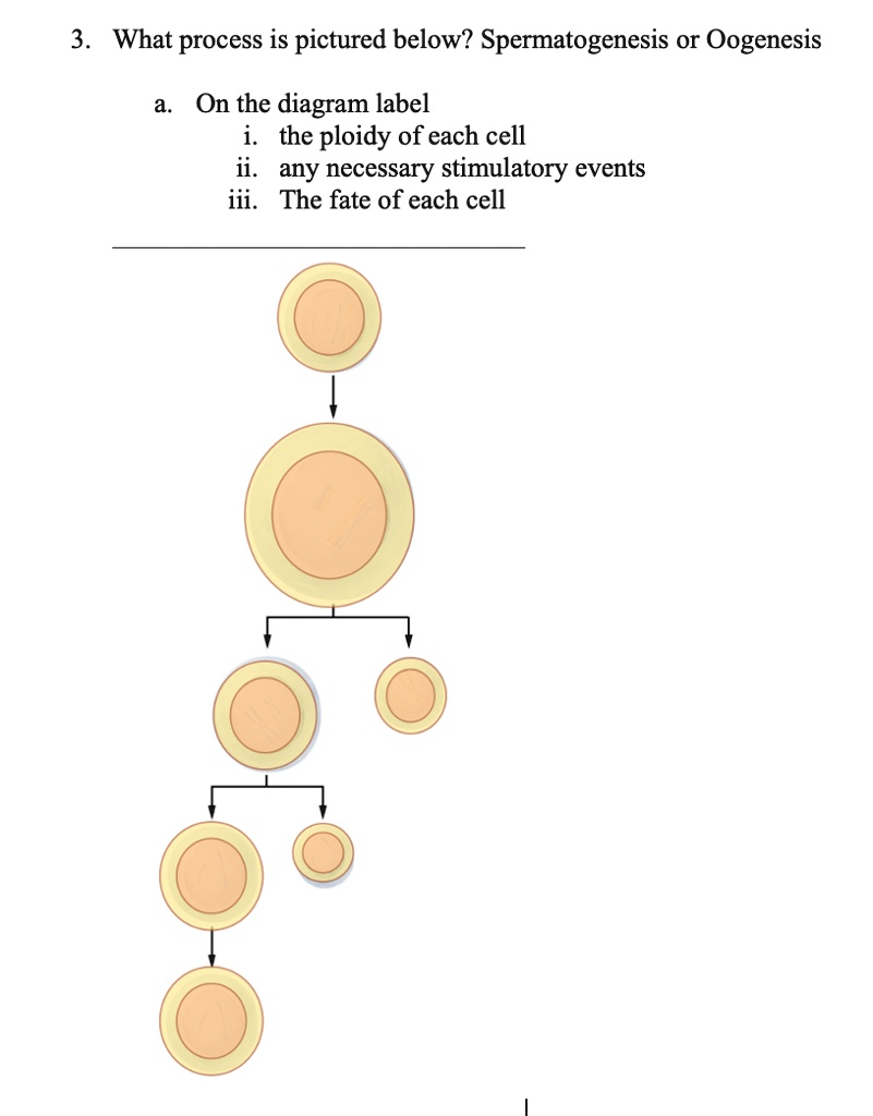 spermatogenesis and oogenesis diagram