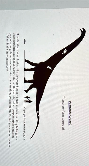 Puertasaurus reuli
Titanosauriform sauropod
Copyright Scott Hartman, 2013.
How did the paleontologists who discovered these 4 bones discern that they belong to a
titanosauriform sauropod dinosaur? Or, in other words, what synapomorphies must be
present among these vertebrae (hint: there are three synapomorphies, and you cannot see one
of them in the drawing above)?