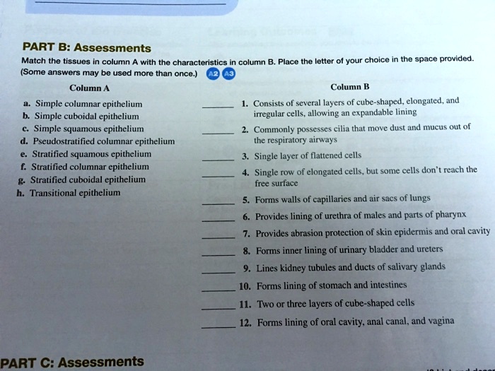 PART B: Assessments
Match the tissues in column A with the characteristics in column B. Place the letter of your choice in the space provided.
(Some answers may be used more than once.)

Column A
a. Simple columnar epithelium
b. Simple cuboidal epithelium
c. Simple squamous epithelium
d. Pseudostratified columnar epithelium
e. Stratified squamous epithelium
f. Stratified columnar epithelium
g. Stratified cuboidal epithelium
h. Transitional epithelium

Column B
1. Consists of several layers of cube-shaped, elongated, and irregular cells, allowing an expandable lining
2. Commonly possesses cilia that move dust and mucus out of the respiratory airways
3. Single layer of flattened cells
4. Single row of elongated cells, but some cells don't reach the free surface
5. Forms walls of capillaries and air sacs of lungs
6. Provides lining of urethra of males and parts of pharynx
7. Provides abrasion protection of skin epidermis and oral cavity
8. Forms inner lining of urinary bladder and ureters
9. Lines kidney tubules and ducts of salivary glands
10. Forms lining of stomach and intestines
11. Two or three layers of cube-shaped cells
12. Forms lining of oral cavity, anal canal, and vagina

PART C: Assessments