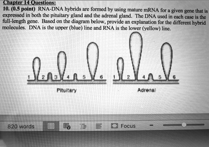 SOLVED: Chapter H Questions; 10. (0.5 point) RNA-DNA hybrids are formed ...