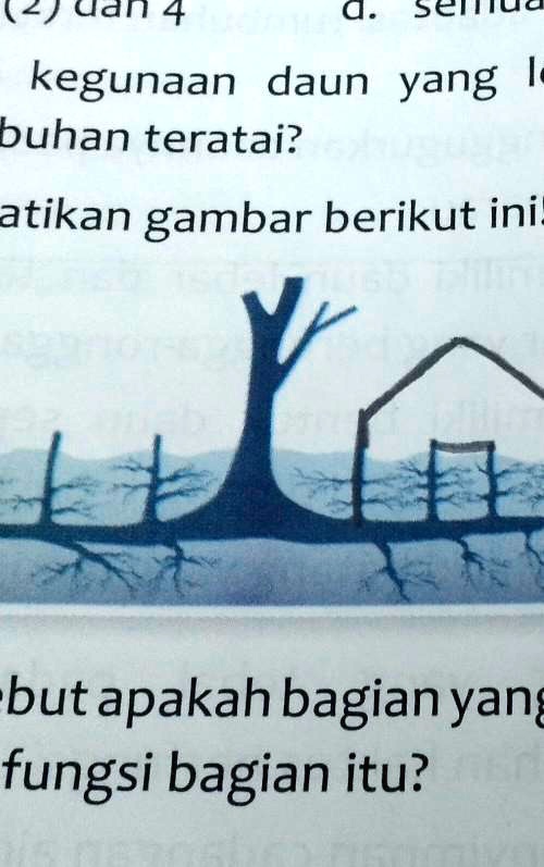 SOLVED: 18. Perhatikan Gambar Berikut Inia. Disebut Apakah Bagian Yang ...