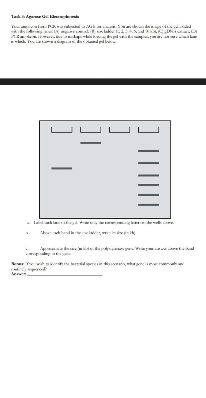 task-3-agarose-gel-electrophoresisyour-amplicon-from-pcr-was-subjected