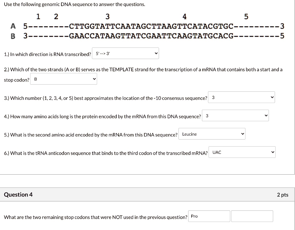 Use the following genomic DNA sequence to answer the questions.

1 2 3 4 5
A 5———-CTTGGTATTCAATAGCTTAAGTTCATACGTGC———-3
B 3———-GAACCATAAGTTATCGAATTCAAGTATGCACG———-5

1.) In which direction is RNA transcribed?

2.) Which of the two strands (A or B) serves as the TEMPLATE strand for the transcription of a mRNA that contains both a start and a stop codon?

3.) Which number (1, 2, 3, 4, or 5) best approximates the location of the -10 consensus sequence?

4.) How many amino acids long is the protein encoded by the mRNA from this DNA sequence?

5.) What is the second amino acid encoded by the mRNA from this DNA sequence?

6.) What is the tRNA anticodon sequence that binds to the third codon of the transcribed mRNA?

Question 4

What are the two remaining stop codons that were NOT used in the previous question?