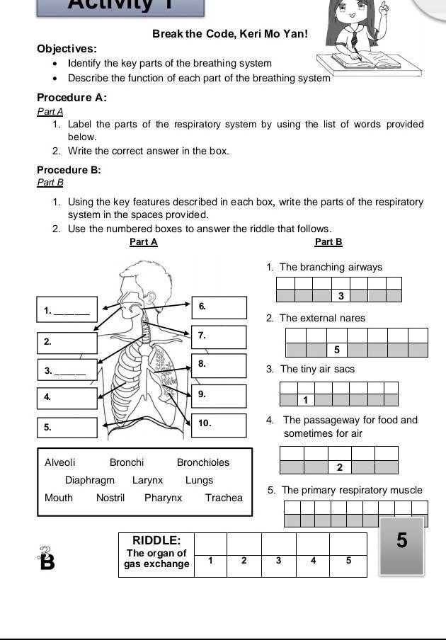Objectives:
Break the Code, Keri Mo Yan!


  * Identify the key parts of the breathing system

  * Describe the function of each part of the breathing system

Procedure A:
Part A
1. Label the parts of the respiratory system by using the list of words provided
below.
2. Write the correct answer in the box.
Procedure B:
Part B
1. Using the key features described in each box, write the parts of the respiratory
system in the spaces provided.
2. Use the numbered boxes to answer the riddle that follows.
Part A
Part B
1. The branching airways
3
6.
1.
2. The external nares
7.
2.
5
8.
3.
3. The tiny air sacs
4.
9.
1
5.
Alveoli Bronchi Bronchioles
Diaphragm Larynx Lungs
Mouth Nostril Pharynx Trachea
10.
4. The passageway for food and
sometimes for air
2
5. The primary respiratory muscle
RIDDLE:
5
The organ of
gas exchange
B
1
2
3
4
5