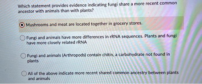 Which statement provides evidence indicating fungi share a more recent common ancestor with animals than with plants?

Mushrooms and meat are located together in grocery stores.

Fungi and animals have more differences in rRNA sequences. Plants and fungi
have more closely related rRNA

Fungi and animals (Arthropods) contain chitin, a carbohydrate not found in
plants

All of the above indicate more recent shared common ancestry between plants
and animals