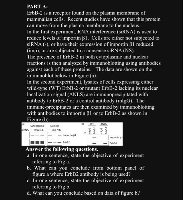 PART A:
ErbB-2 is a receptor found on the plasma membrane of
mammalian cells. Recent studies have shown that this protein
can move from the plasma membrane to the nucleus.
In the first experiment, RNA interference (siRNA) is used to
reduce levels of importin β1. Cells are either not subjected to
siRNA (-), or have their expression of importin β1 reduced
(imp), or are subjected to a nonsense siRNA (NS).
The presence of ErbB-2 in both cytoplasmic and nuclear
fractions is then analyzed by immunoblotting using antibodies
against each of these proteins. The data are shown on the
immunoblot below in Figure (a).
In the second experiment, lysates of cells expressing either
wild-type (WT) ErbB-2 or mutant ErbB-2 lacking its nuclear
localization signal (ΔNLS) are immunoprecipitated with
antibody to ErbB-2 or a control antibody (mIgG). The
immune-precipitates are then examined by immunoblotting
with antibodies to importin β1 or to ErbB-2 as shown in
Figure (b).
Answer the following questions.
a. In one sentence, state the objective of experiment
referring to Fig a.
b. What can you conclude from bottom panel of
figure a where ErbB2 antibody is being used?
c. In one sentence, state the objective of experiment
referring to Fig b.
d. What can you conclude based on data of figure b?