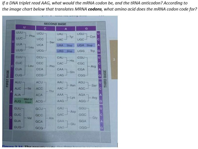 SOLVED If a DNA triplet read AAG, what would the mRNA codon be, and