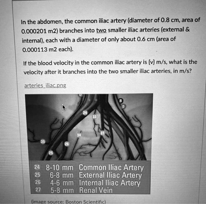 Solved In The Abdomen The Common Iliac Artery Diameter Of 08 Cm Area Of 0000201 M2 