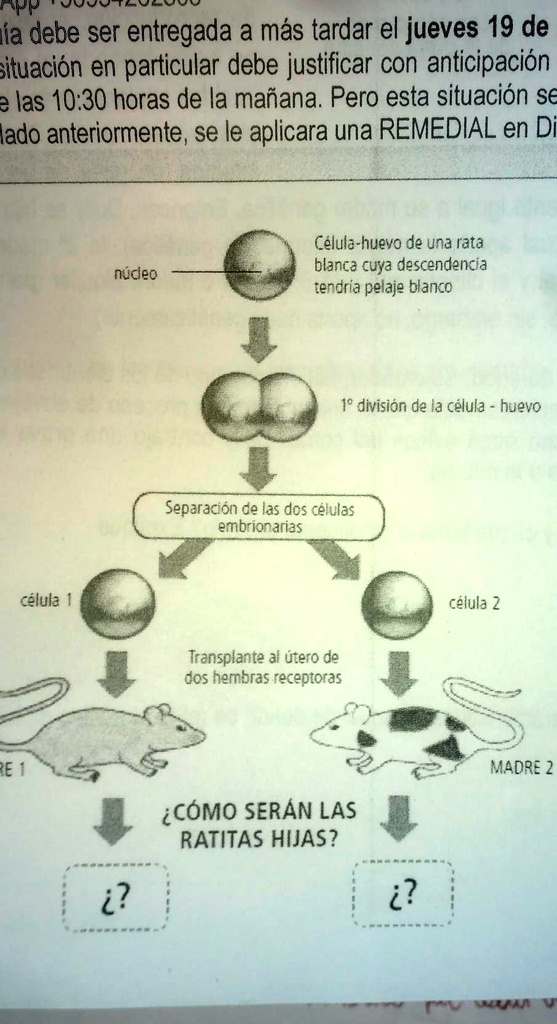 1en que consistio el experimento 2que caracteristica fisica presenta la ...