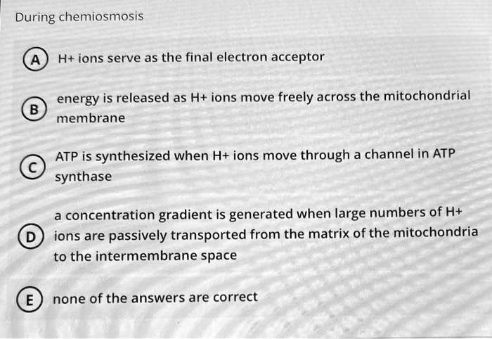 During chemiosmosis
A H+ ions serve as the final electron acceptor
B energy is released as H+ ions move freely across the mitochondrial membrane
C ATP is synthesized when H+ ions move through a channel in ATP synthase
D a concentration gradient is generated when large numbers of H+ ions are passively transported from the matrix of the mitochondria to the intermembrane space
E none of the answers are correct