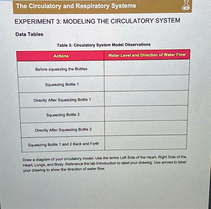 experiment 3 modeling the circulatory system