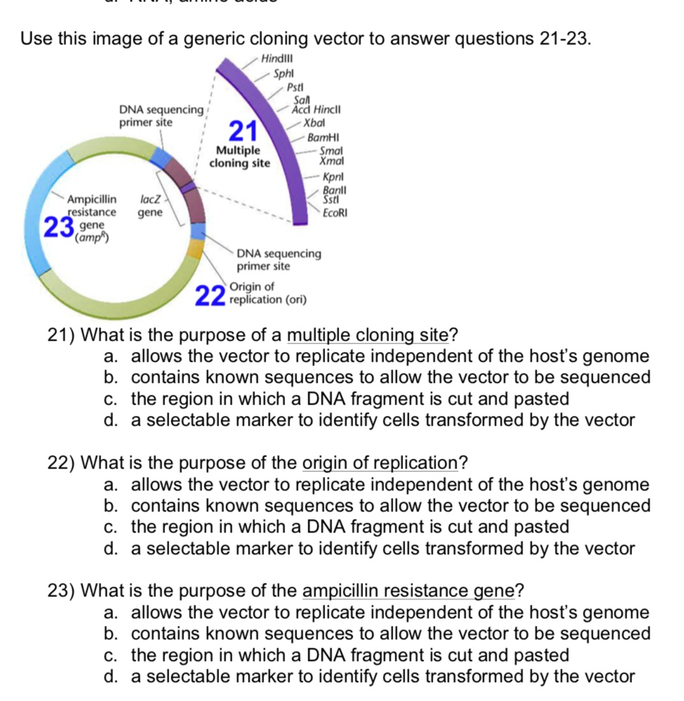 Use this image of a generic cloning vector to answer questions 21-23. HindIII SphI PstI DNA sequencing SalI AccI HincII primer site XbaI 21 BamHI Multiple SmaI cloning site XmaI KpnI BanII Ampicillin lacZ SstI resistance gene EcoRI 23 gene (ampR) DNA sequencing primer site Origin of 22 replication (ori)

21) What is the purpose of a multiple cloning site?
a. allows the vector to replicate independent of the host's genome
b. contains known sequences to allow the vector to be sequenced
c. the region in which a DNA fragment is cut and pasted
d. a selectable marker to identify cells transformed by the vector

22) What is the purpose of the origin of replication?
a. allows the vector to replicate independent of the host's genome
b. contains known sequences to allow the vector to be sequenced
c. the region in which a DNA fragment is cut and pasted
d. a selectable marker to identify cells transformed by the vector

23) What is the purpose of the ampicillin resistance gene?
a. allows the vector to replicate independent of the host's genome
b. contains known sequences to allow the vector to be sequenced
c. the region in which a DNA fragment is cut and pasted
d. a selectable marker to identify cells transformed by the vector