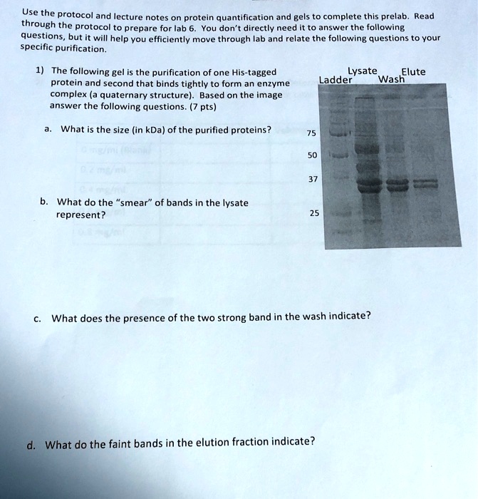 Use the protocol and lecture notes on protein quantification and gels to complete this prelab. Read through the protocol to prepare for lab 6. You don't directly need it to answer the following questions, but it will help you efficiently move through lab and relate the following questions to your specific purification.

1) The following gel is the purification of one His-tagged protein and second that binds tightly to form an enzyme complex (a quaternary structure). Based on the image answer the following questions. (7 pts)

Ladder Lysate Wash Elute
75
50
37
25

a. What is the size (in kDa) of the purified proteins?

b. What do the "smear" of bands in the lysate represent?

c. What does the presence of the two strong band in the wash indicate?

d. What do the faint bands in the elution fraction indicate?