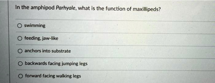 In the amphipod Parhyale, what is the function of maxillipeds?

swimming

feeding, jaw-like

anchors into substrate

backwards facing jumping legs

forward facing walking legs