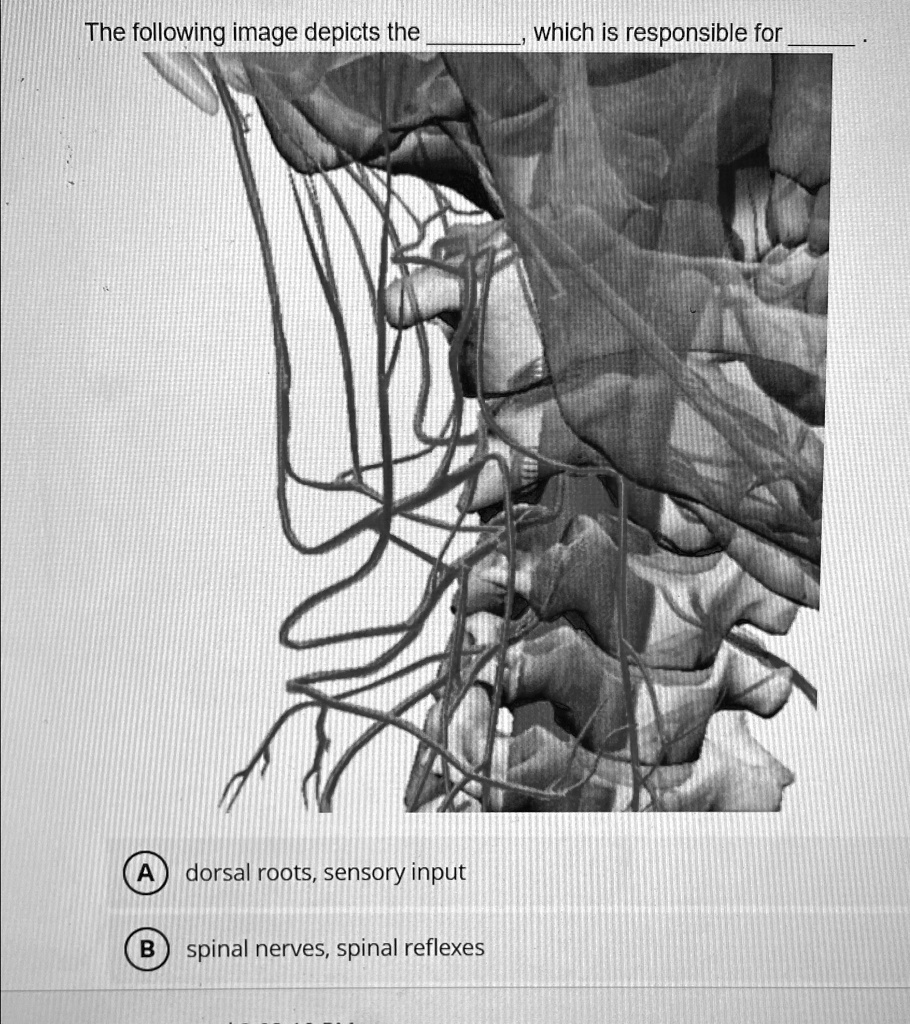 Sensorial Roots SOLVED: The following image depicts the which is responsible for dorsal ...